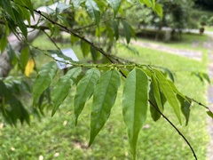 Glochidion sphaerogynum