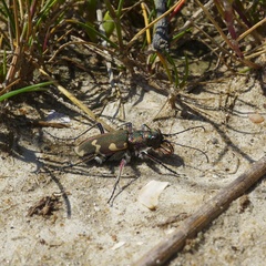 Cicindela hybrida hybrida