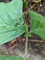 Neustanthus phaseoloides