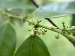 Glochidion sphaerogynum