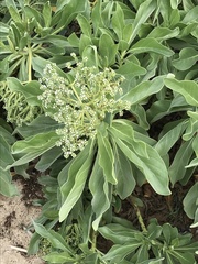 Heliotropium arboreum