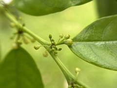 Glochidion sphaerogynum