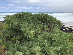 Heliotropium arboreum