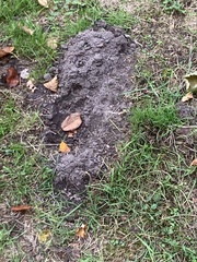 Oryctolagus cuniculus