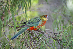 Platycercus icterotis