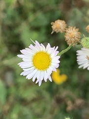 Erigeron philadelphicus