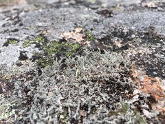 Stereocaulon dactylophyllum