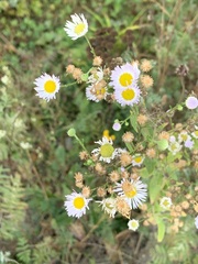 Erigeron philadelphicus