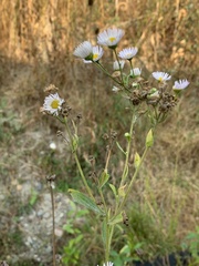 Erigeron philadelphicus