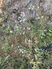 Erigeron philadelphicus