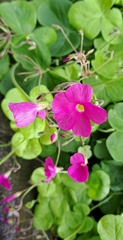 Oxalis bowiei