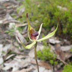 Caladenia leptochila