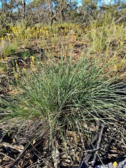Lomandra collina