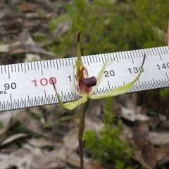 Caladenia leptochila