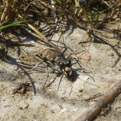 Cicindela hybrida hybrida