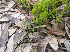 Caladenia leptochila