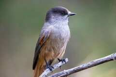 Perisoreus infaustus