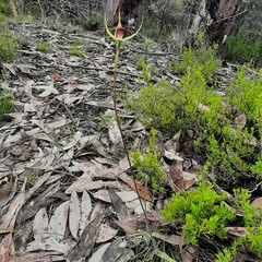 Caladenia leptochila