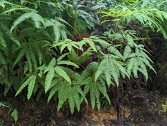 Gleicheniaceae
