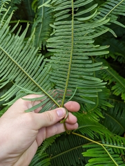 Gleicheniaceae