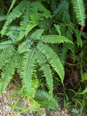 Gleicheniaceae