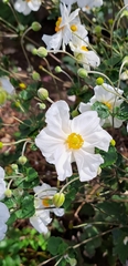 Magnoliopsida