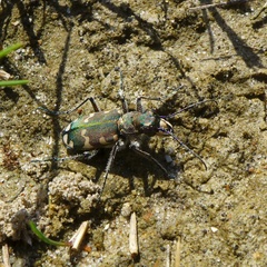 Cicindela hybrida hybrida