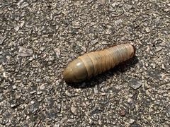 Trichogomphus mongol