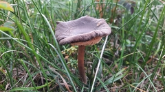 Pseudoclitocybe cyathiformis