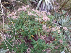 Pimelea longifolia