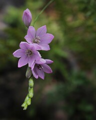 Ixia micrandra