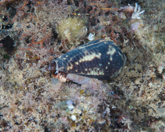 Conus catus