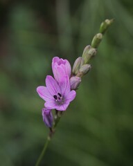 Ixia micrandra