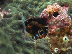 Gonodactylus chiragra