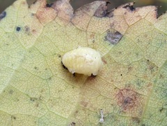 Calvia decemguttata