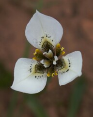 Moraea tricuspidata