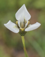 Moraea tricuspidata