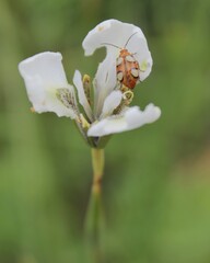 Moraea tricuspidata