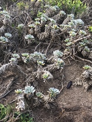 Heliotropium anomalum