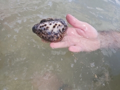 Cypraea tigris