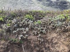 Heliotropium anomalum