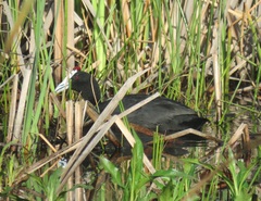 Fulica cristata