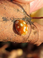 Calvia decemguttata