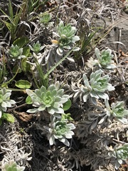 Heliotropium anomalum