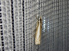 Crambus argyrophorus