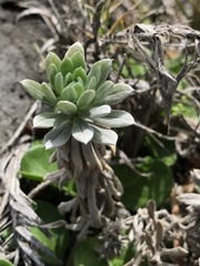 Heliotropium anomalum