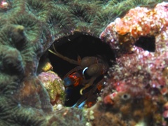 Gonodactylus chiragra