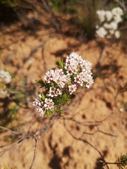 Diosma hirsuta