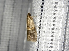 Acrobasis bellulella