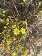 Gnidia juniperifolia
